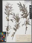 Foto von Salix viminalis L.